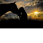 Aspen Grove Stables