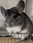 Chinchilla1