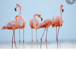 Team flamenco
