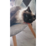 Les chatons tout mignons