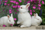 Chubby Bunnies 💕🐇