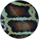Snake Skin 8