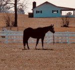 Willow Stable and Ranch