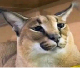 Cattos! group buyer