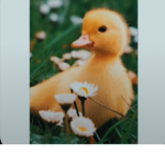 Ducky ducklings