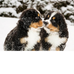 Puppy’s Forever Group