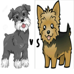 yorkie vs schnauzer