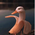 Honker Bonkers
