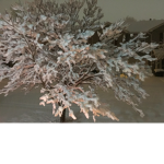 Snow Winter
