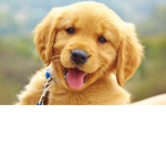 DOGS RULE!!!! YAY