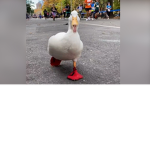 DUCKIES SLAY :)