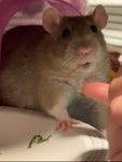 ratty robux needs