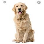 DoggyArmy