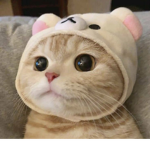 Cute cats123