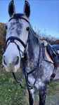~ Bluebell Riding Academy ~