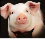 Piggy fan club.