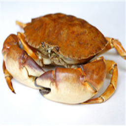 the hall of crab contributers