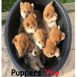 Doge racing WORK IN PROGRESS