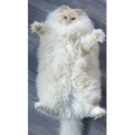 KITTY CATZ
