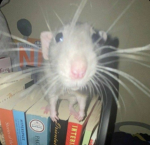 stunning rats