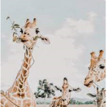 Giraffe ~ Fans