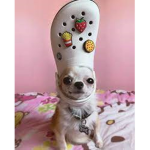 Chiwawa's