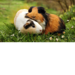 team of guinea pig