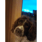 Cute dogs I like