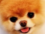 Dog are the human best friend they are cute a fun