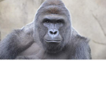 Project Ape