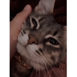 Wellcome to Theo died cat theo