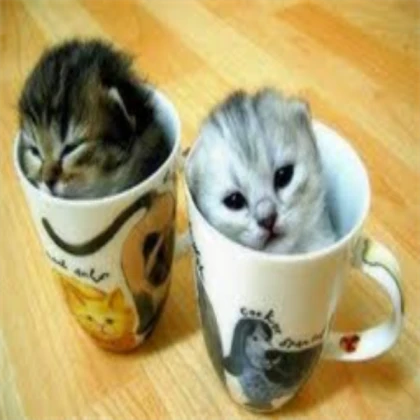 really cute kittens
