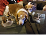 ZOEY AND MARLEY AND WILLOW AND MARSHMELLOW SLAY
