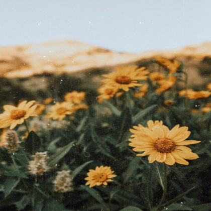 Field of Sunflowers Picture Roblox asset preview