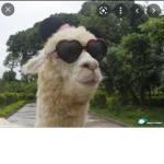 Lamamester