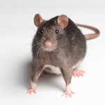 The Rat Inc.