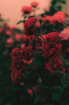 Hearts_4TaylorSwift Savs Group