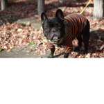 Jago the dog