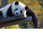 GroupofPandas