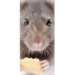 WE ARE THE RATS!!!!!