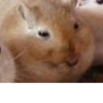 OfficialGerbil Group