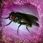 pIayinu