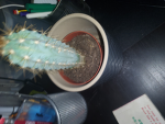 Jim's crew|Cactus supremacy|