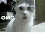 🐱The OMG kittens🐱