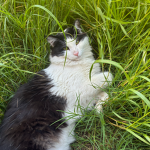 fart cat