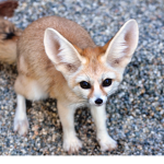 The Fennec Fox Group
