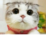 Mr’cat