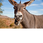 donkeyyyyyyyyyyyyyy