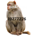 monke foreva