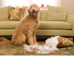 Dogs of house destroyed
